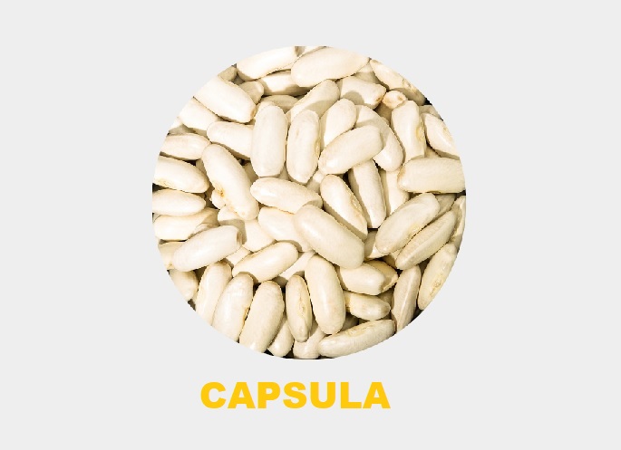 MENESTRA CAPSULA X 500 GR