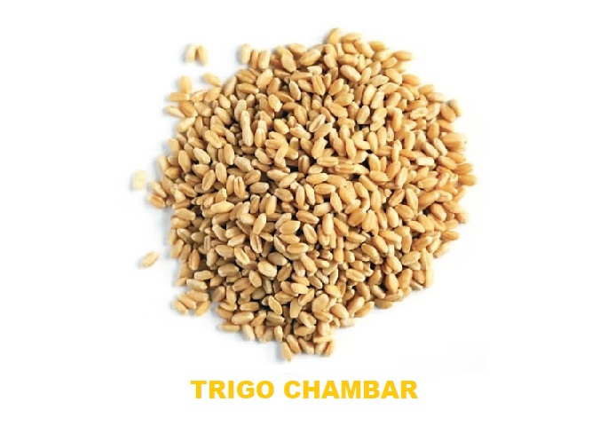 MENESTRA TRIGO CHAMBAR X 500 GR