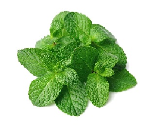 VERDURA HIERBA BUENA X UND